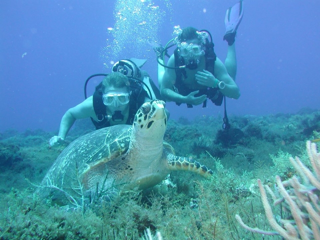 Cerca de una tortuga